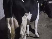Vaca, Raza Holstein — foto 1