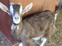 Ziegenbock, Toggenburg goat — Foto 2