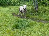 Ram, Romanov sheep — photo 2