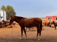 Horse (M), Anglo-Arabian — photo 2