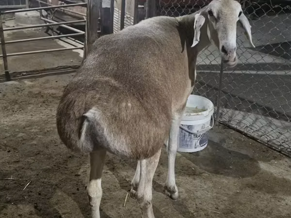 Schaf, Afghan Arabi sheep