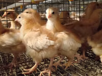Chickens — foto 8