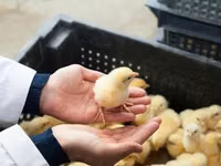 Chickens — الصورة 8