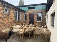 Ram, Rhon sheep — photo 1