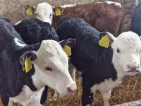 Rinder (Partie, Geschlecht nicht angegeben), Simmental cattle — Foto 2