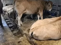 بقرة, Aubrac cattle — الصورة 1