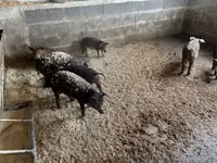 خنزير ذكر — الصورة 1