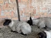 نعجة, White Suffolk sheep — الصورة 2