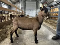 Ziegenbock, Alpine goat — Foto 2