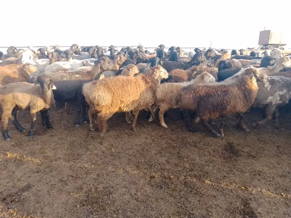 Widder, Edilbay sheep