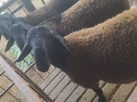 मेढ़ा, Blackheaded Persian sheep — फ़ोटो 1