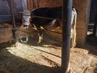 गाय, Russian Black pied cattle — फ़ोटो 5