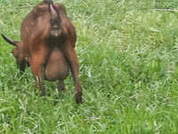 Cabra, Irish goat — foto 7