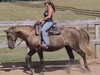 Stute, Kentucky mountain daddle horse — Foto 2