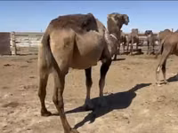 Camels (batch, sex not specified), Anafi camel — photo 4