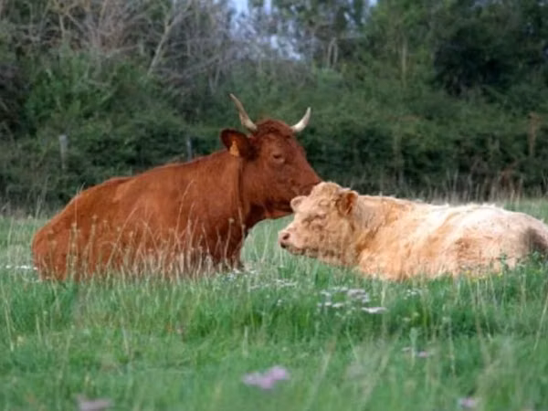 بقرة, Salers cattle