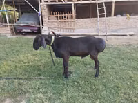 Widder, Edilbay sheep — Foto 3