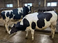 Kuh, Holstein-Rasse — Foto 1