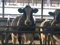 Bull, Holstein breed — photo 6