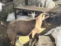 Goat, LaMancha goats — photo 3
