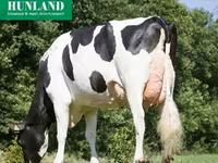 Cow, Holstein breed — photo 6