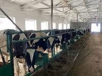 Cow, Holstein breed — photo 5