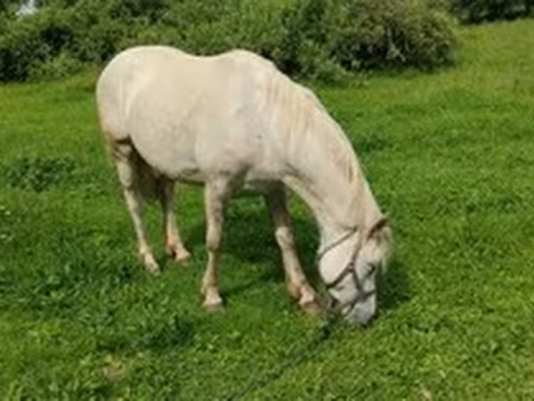 اسب