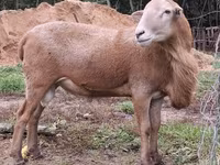 Ram, Katum sheep — photo 2