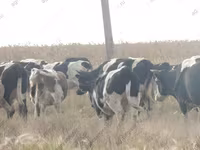 Bull, Holstein breed — photo 1