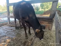 Cow, Alatau breed — photo 4