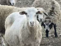 Sheep, Katum sheep — photo 1