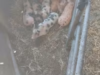 Boar, Дюрок — photo 1