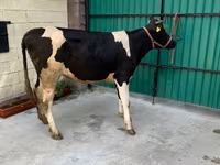Cow, Holstein breed — photo 2