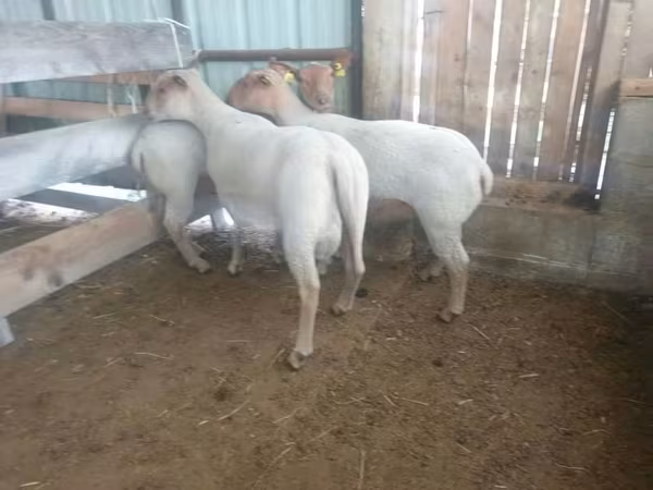 Sheep, Baerchuke sheep