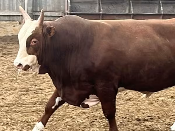 Bull, Hereford