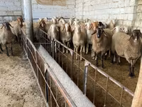 Sheep, Awassi sheep — photo 2