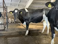 Cow, Holstein breed — photo 7