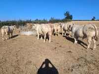 Bull, Cast cow — photo 1