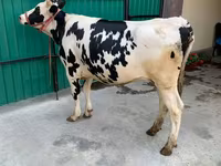 Cow, Holstein breed — photo 3