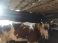 Cow, Holstein breed — photo 5