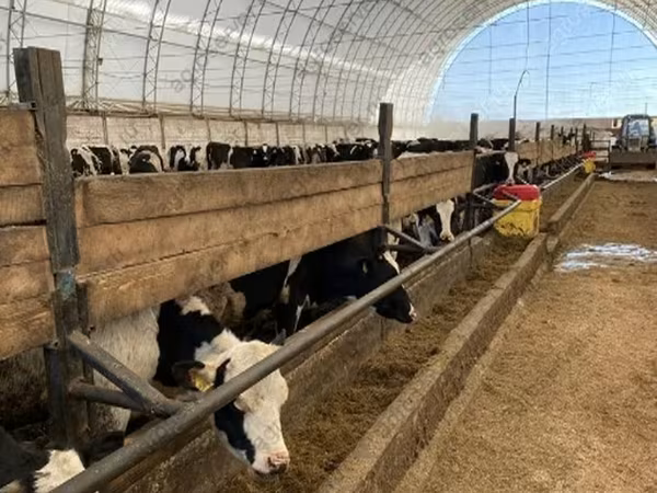 Cow, Holstein breed