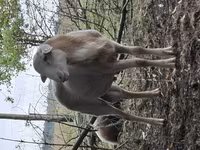 Ram, Katum sheep — photo 4