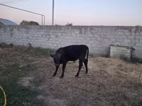 Bull, Alatau breed — photo 5