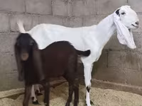 Goat, Kamori goats — photo 2