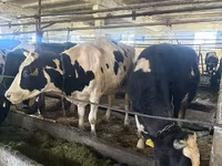Cow, Holstein breed — photo 4