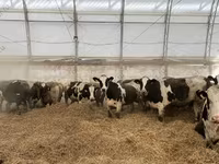 Cow, Holstein breed — photo 2