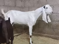 Goat, Kamori goats — photo 1