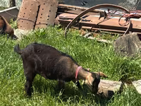 Goat, Nubian Goat — photo 4