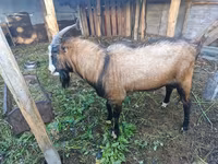 Billy Goat, LaMancha goats — photo 3