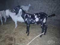 Billy Goat, Beetal goats — photo 4